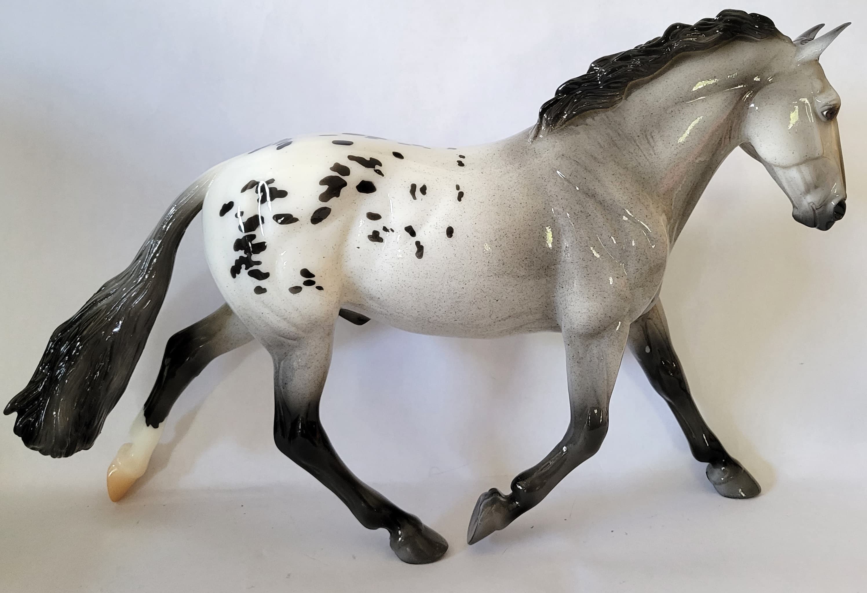 Rotating Draft Surprise Varnish Blue Roan Appaloosa Glossy